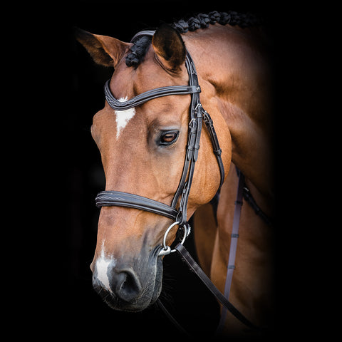 Brown horse with a bridle against a black background