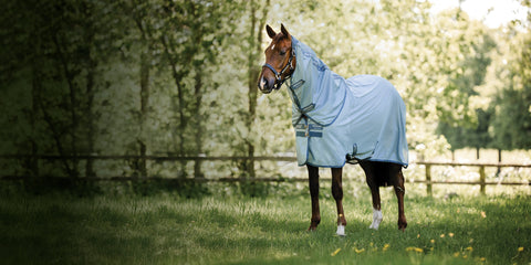 Chestnut horse in turnout wearing light blue Horseware Ireland Fly Sheet with neck