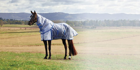 Liver Chestnut horse in turnout wearing white and cobalt blue Weatherbeeta fly sheet with neck