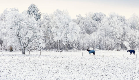Two horses standing in a snowy field with snow-covered trees in the background.