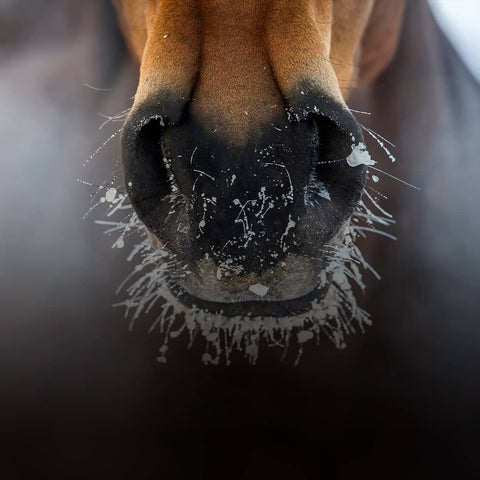 Horse's frosty nose in winter