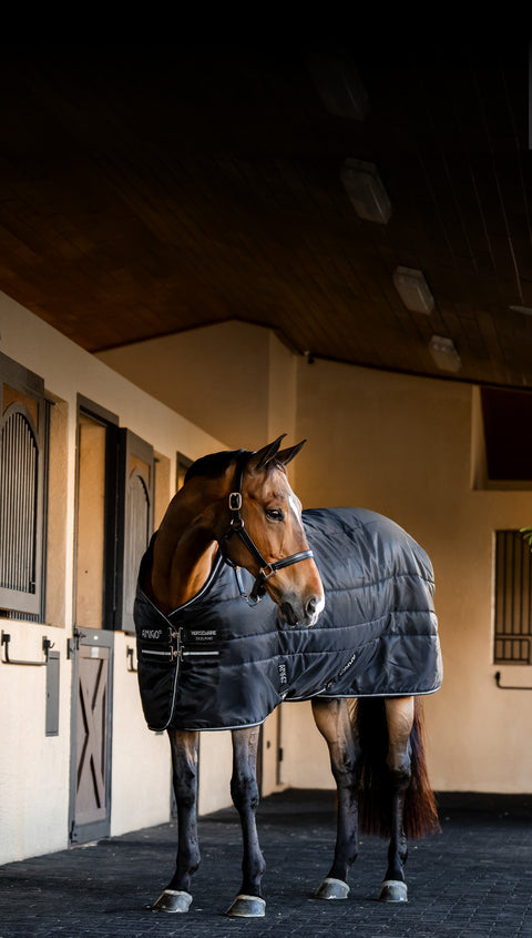 Horse wearing a black Horseware stable blanket standing in a stable.