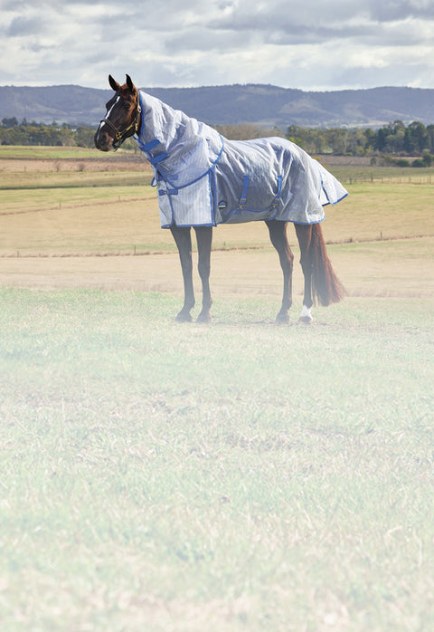 Liver Chestnut horse in turnout wearing white and cobalt blue Weatherbeeta fly sheet with neck