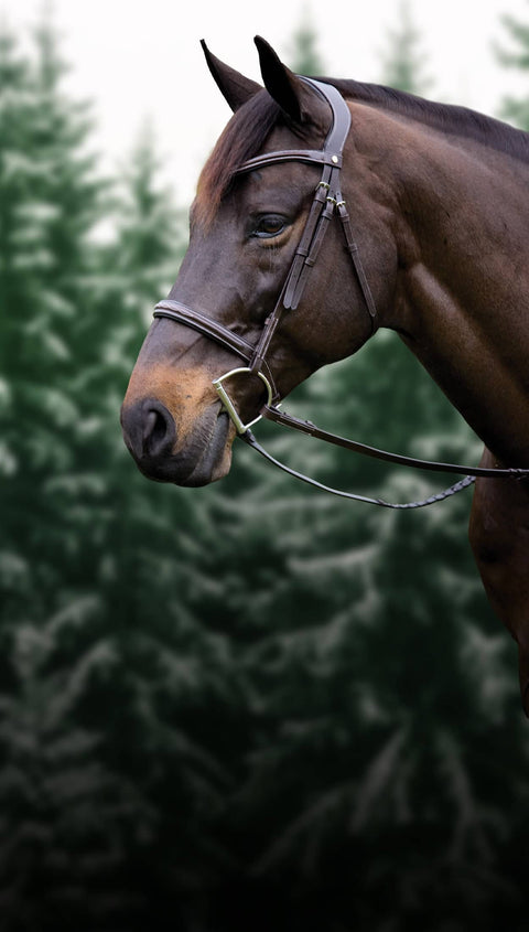 Horse wearing a bridle with a blurred green background
