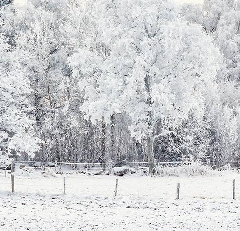 Snow-covered trees and a fence in a winter landscape