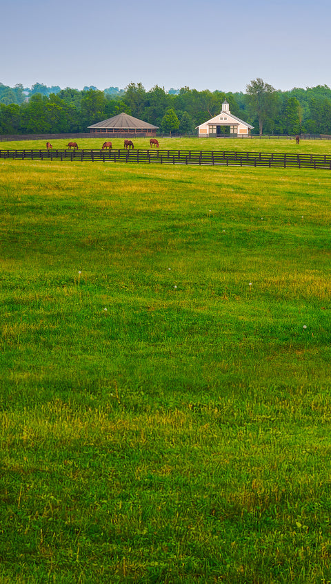 Green summer pasture with barn, fences, and horses grazing.