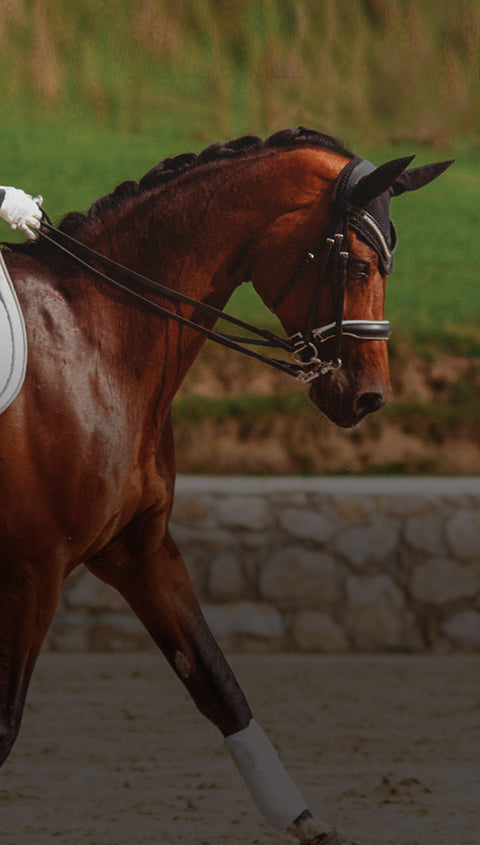 Rider competing in a dressage show, wearing a shadbelly and riding a bay horse with a black and white double bridle and black bonnet.