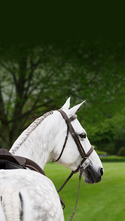 A light grey horse outfitted in hunter/jumper tack and standing against a background of green trees and grass. Its head is turned to the side and a braided mane is visible. 