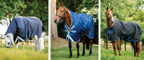 Three horses wearing blue Horseware blankets
